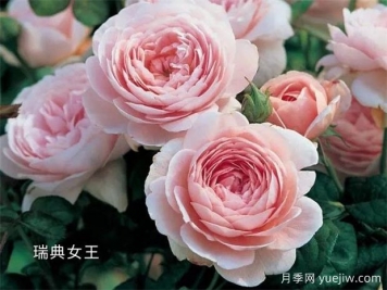 100种月季玫瑰品种图鉴大全，你认识有没有超过10个？