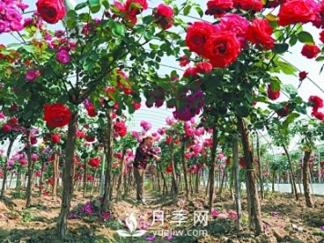 新品“月季树”为北京市花添色彩，居然引种自南阳内乡